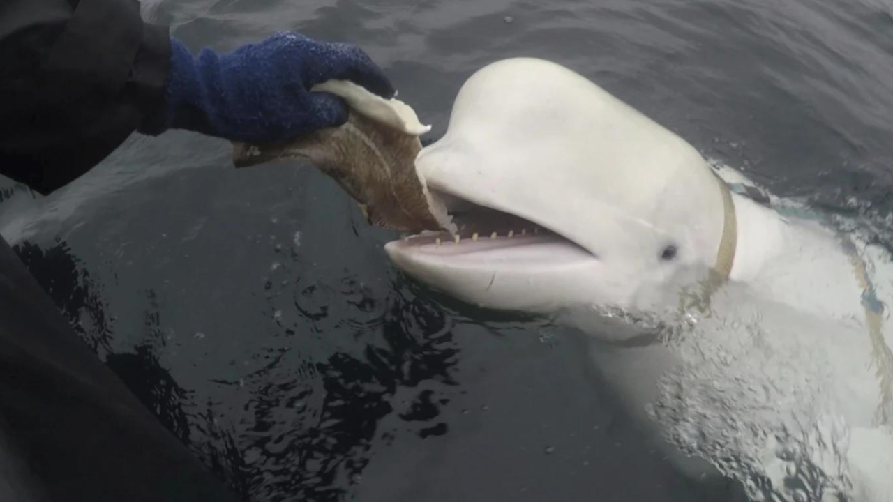 Hvaldimir Russian Spy Beluga Whale