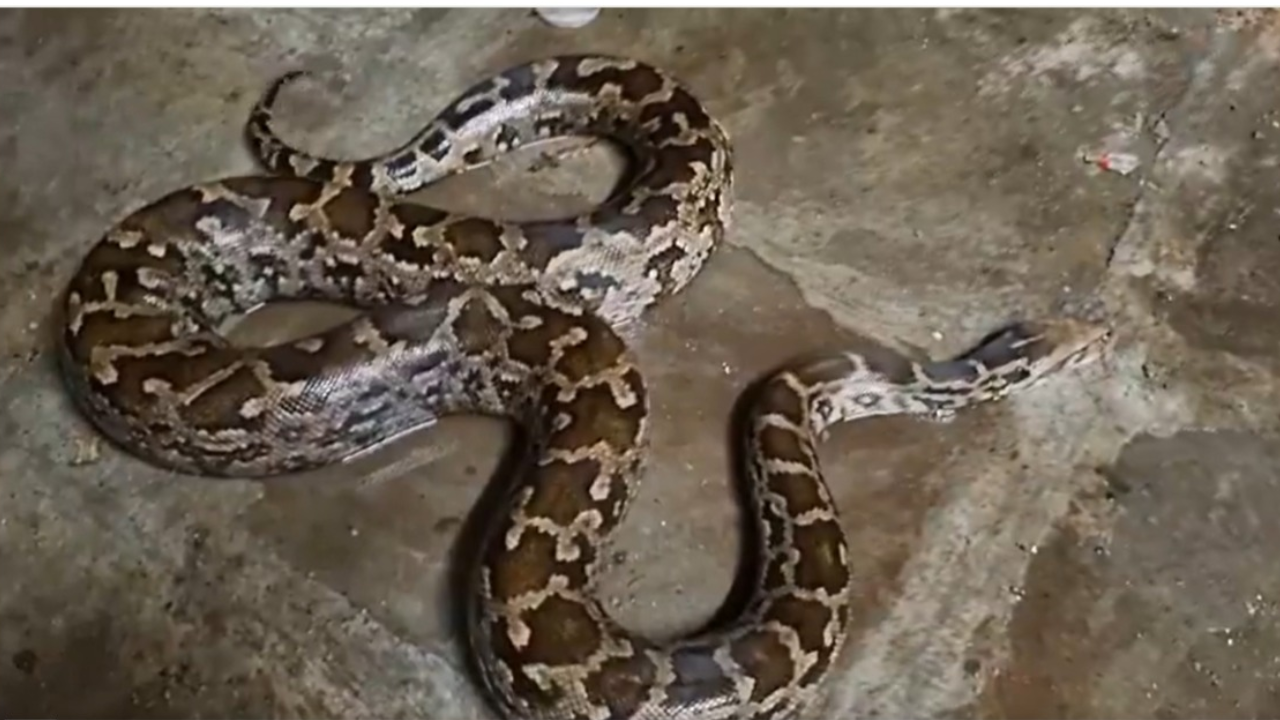 A video of the massive Python was shared on X