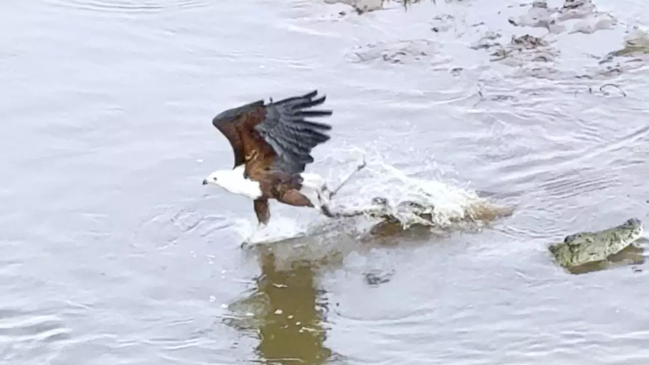 A fish eagle steals the leftovers as a crocodile pauses to swallow its meal. | Latest Sightings