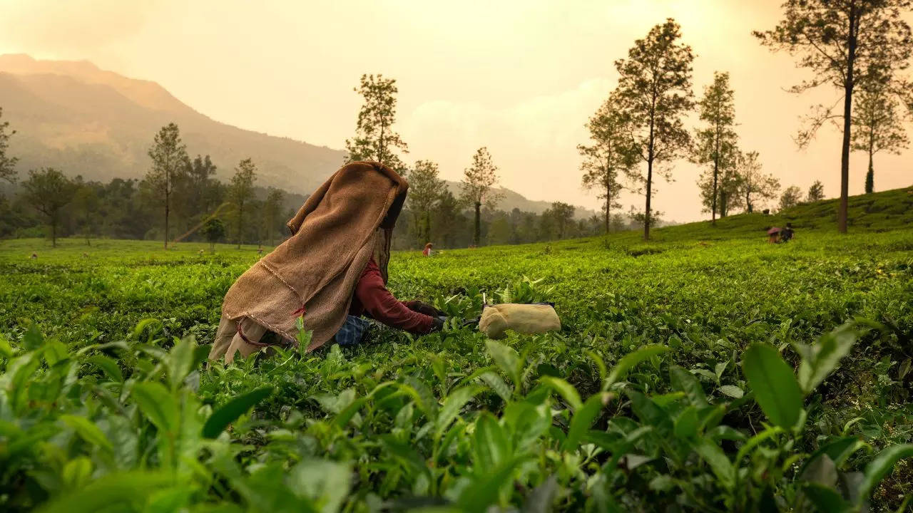 wayanad limps back to life as tourist sites reopen, 'revisit wayanad campaign' in the works