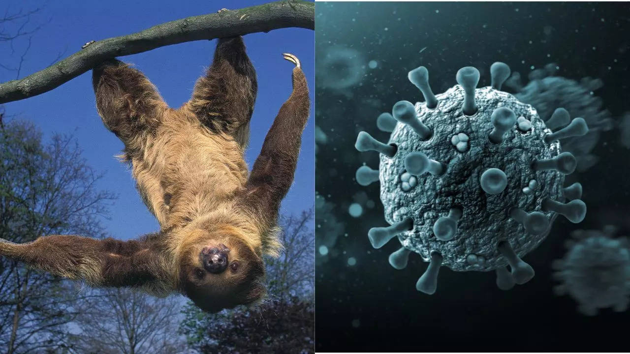 Sloth Fever In Europe And US: Here’s What You Should Know About Oropouche Virus