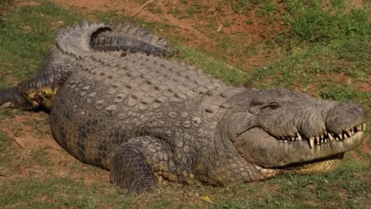 World's oldest crocodile (Photo: Crocworld)