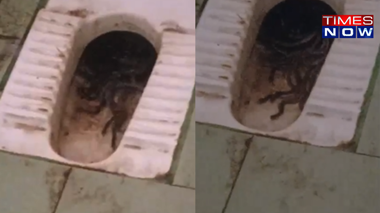 chennai news: video shows snakes breeding inside women's toilet commode at tamil nadu arignar anna college-watch