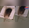 Video Shows Snakes Breeding Inside Womens Toilet Commode At Tamil Nadu College-WATCH