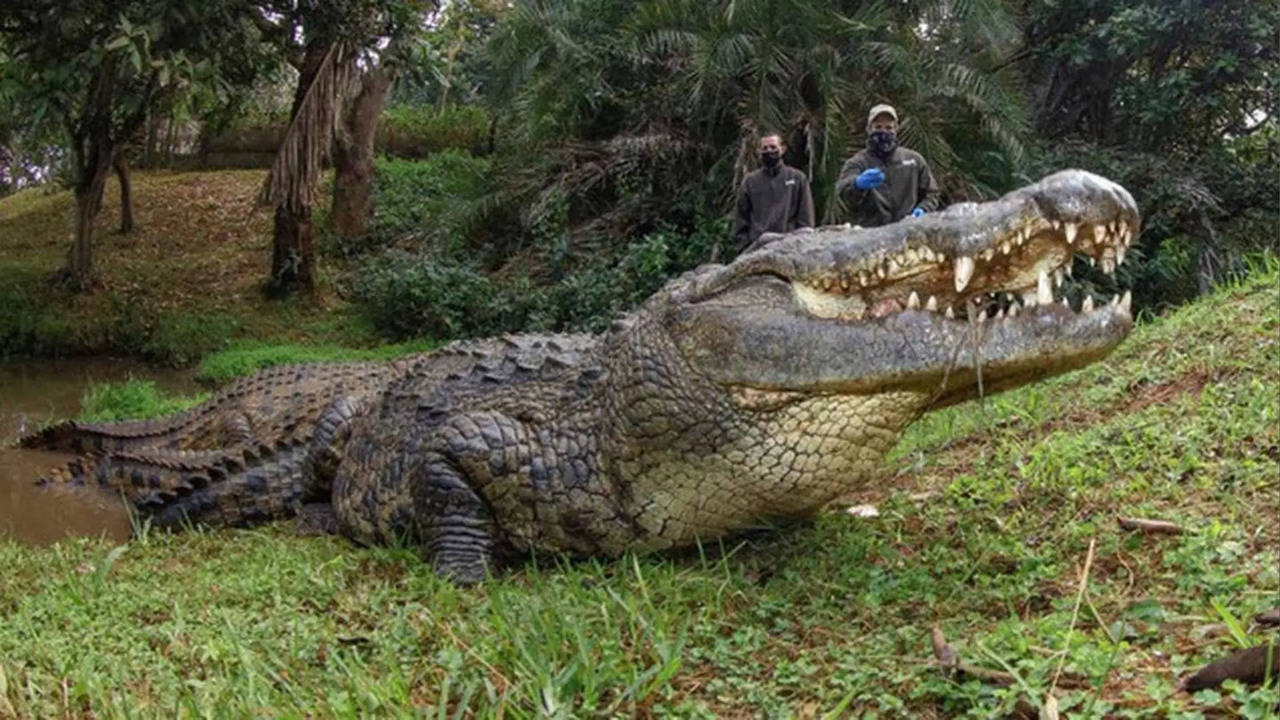 worlds oldest crocodile