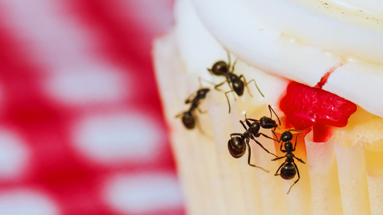 Ways To Get Rid Of Ants From Your Kitchen