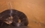 Karnataka Family Finds Deadly Snake In Bedroom <a href=