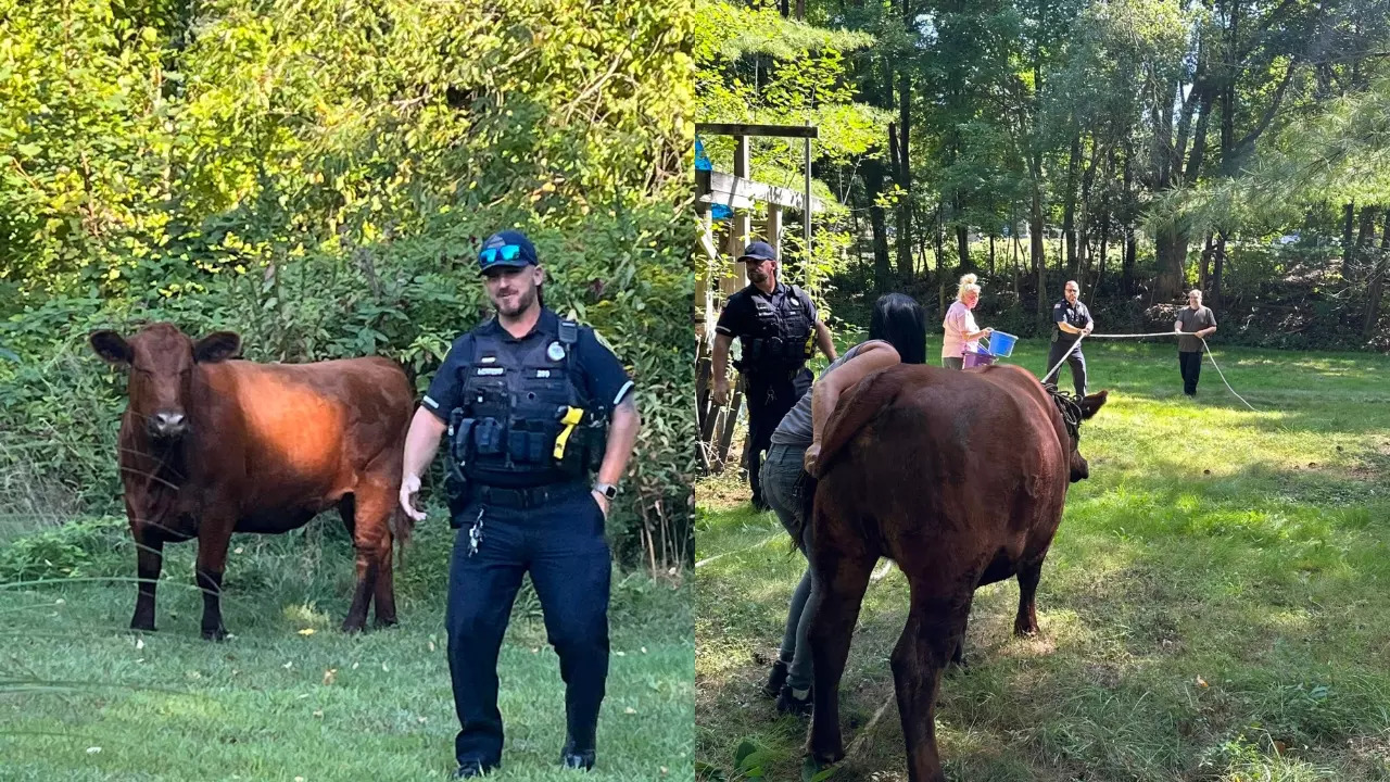 Officers were able to capture the cow after a 2.5-hour chase. | East Bridgewater Police Department