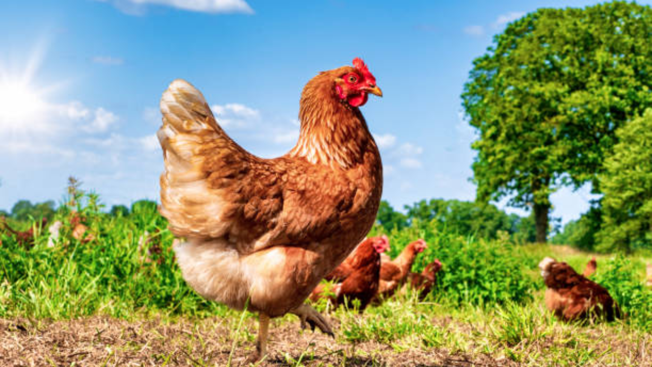 country chicken farming 