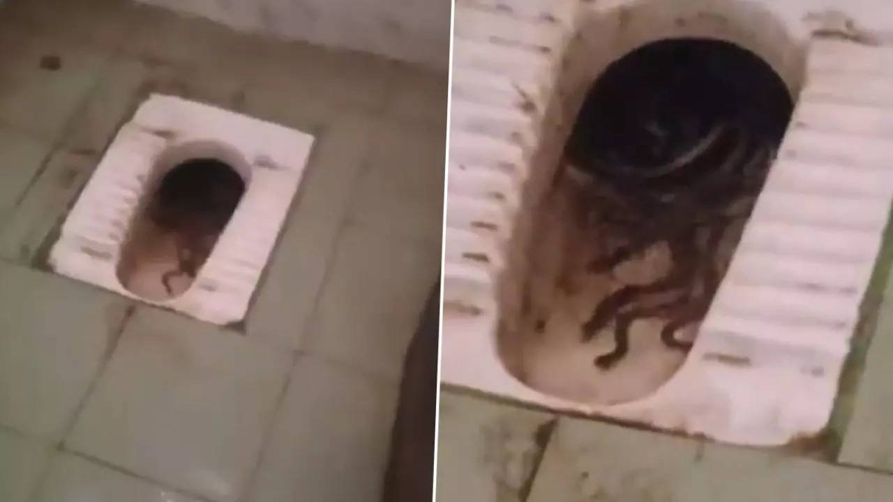 Viral Video of tamil nadu college shows Snake Breeding Inside Toilet Commode