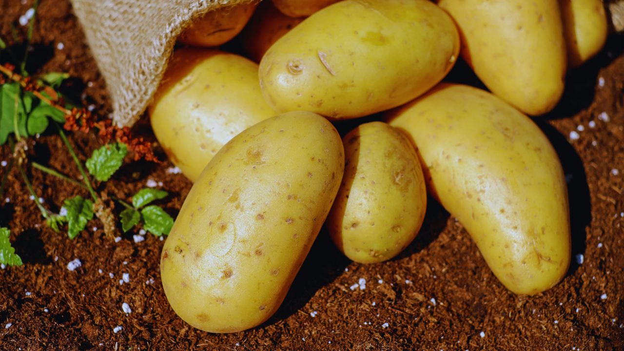 How To Grow Potatoes In Your Home Garden?