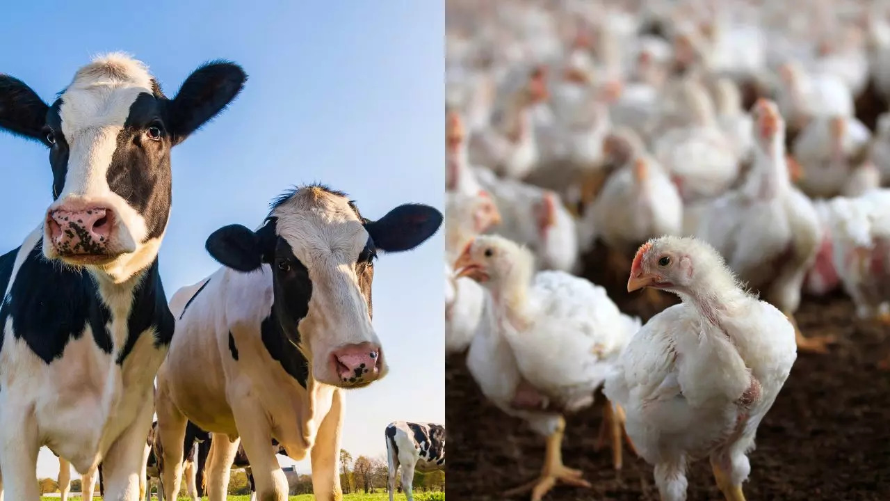 ​CDC Reports Bird Flu Case With No Animal Contact