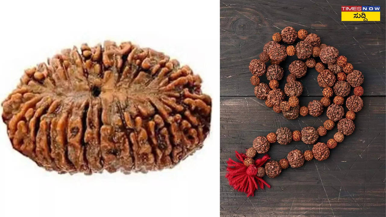 21 mukhi rudraksha astrological benefits powers and significance