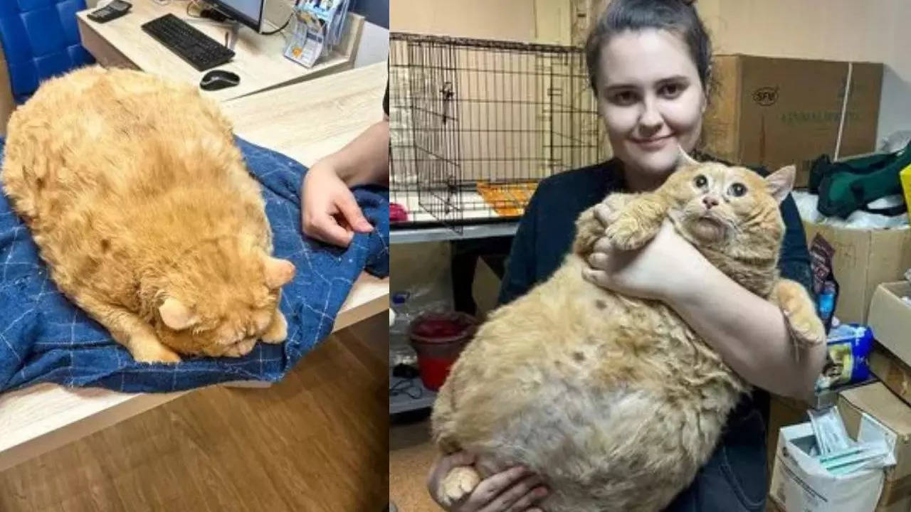 Russian Cat Abandoned at Hospital, Weighs as Much as Human Baby, Can’t Walk, Put on Diet