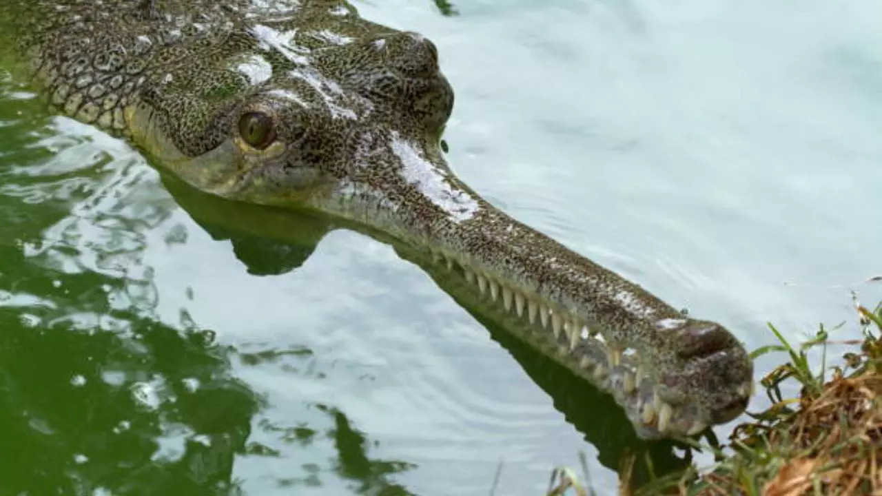 Crocodile rescued in Mumbai