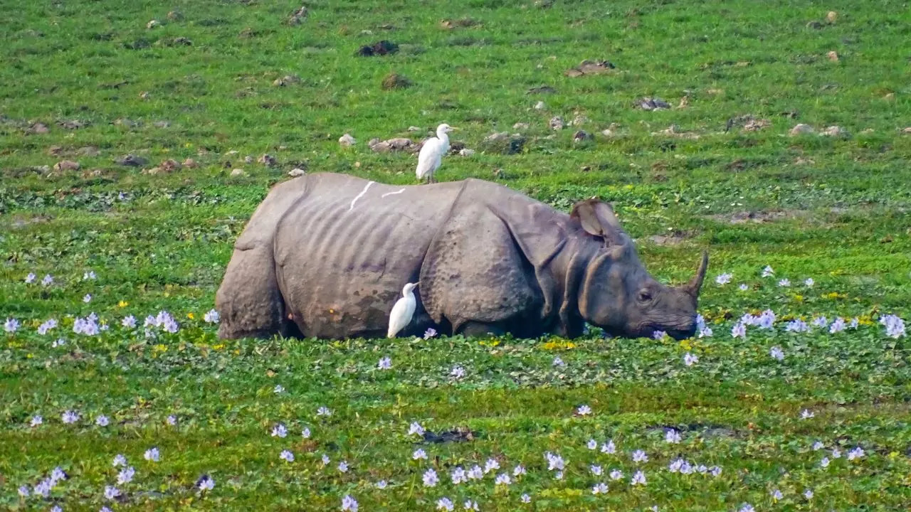 A Safari Guide To Kaziranga National Park. Credit: Canva