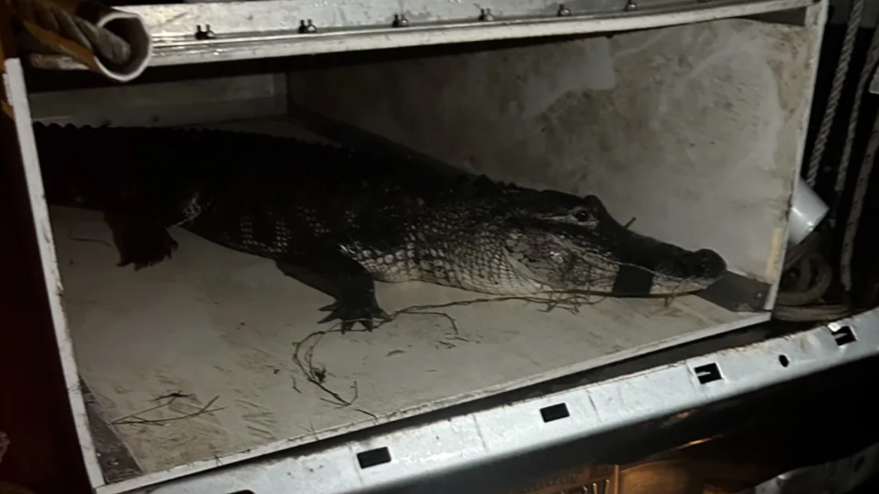 The alligator that bit an 84-year-old woman in Florida on September 5, shortly after it was captured (Photo  WINK, the Lee County Sheriff's Office, and the Florida Fish and Wildlife Commission)