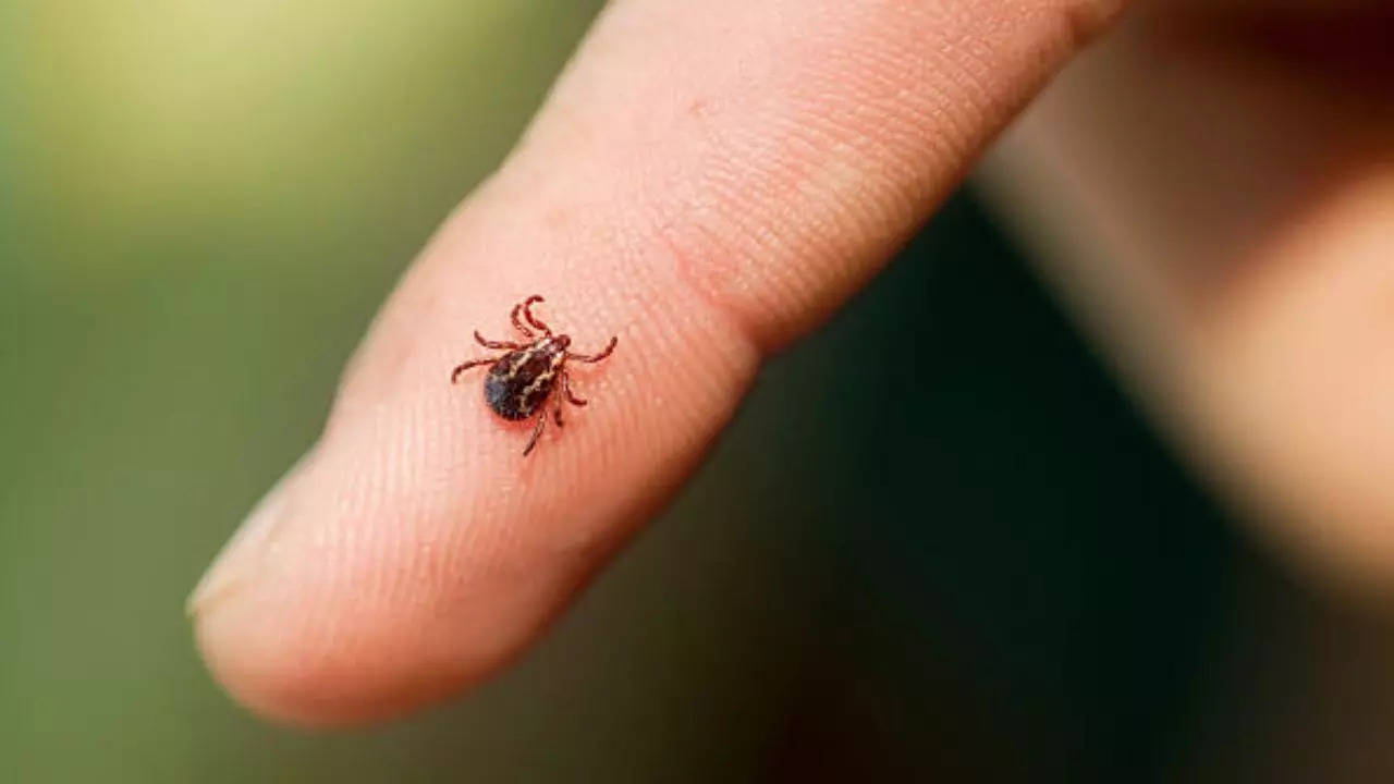 China Discovers New Tick-Borne Virus That May Affect Brain Health