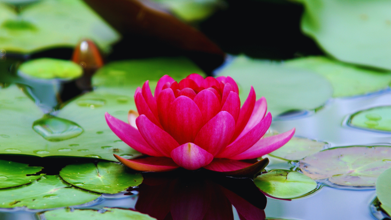 How to Grow Lotus in a Pot at Home