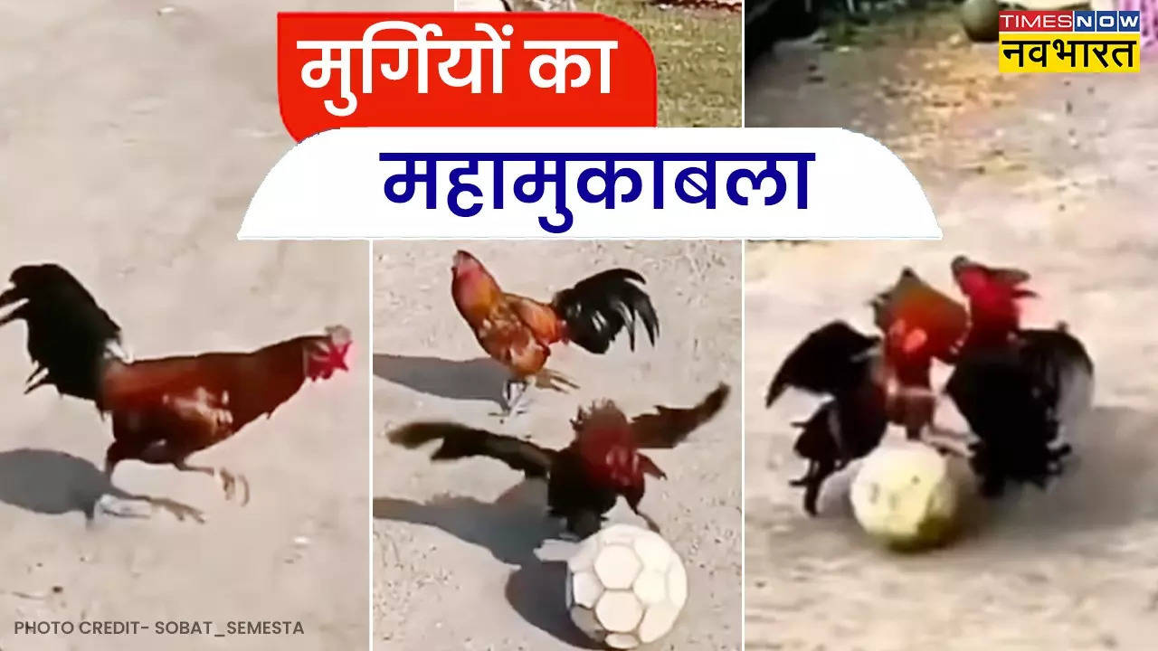 Murgi Ka Video: मुर्गियों के बीच अनोखा फुटबॉल मैच, किक मारने का अंदाज देख मेस्सी-रोनाल्डो भी रह जाएंगे दंग