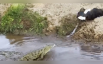 Caught On Cam Eagle Crocodiles Intense Battle Over Prey At South Africas National Park Wows The Internet