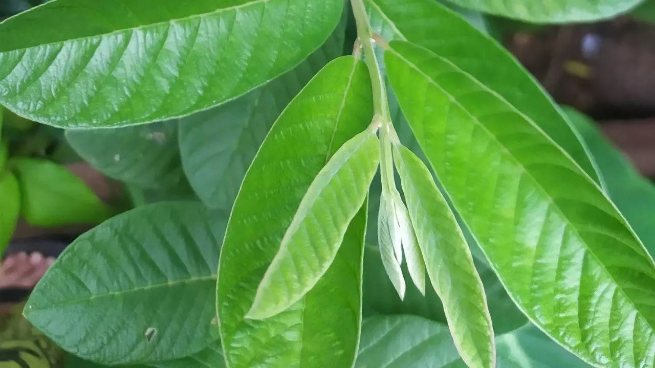 Guava Leaves Benefits on digestive purpose and stomach