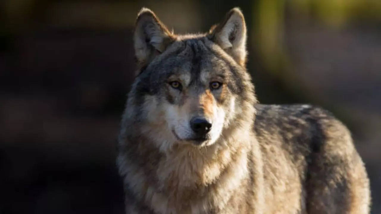 A wolf attacked two men in UP (Representative image)