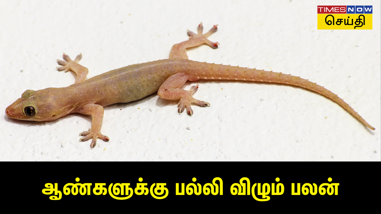 பல்லி விழும் பலன்