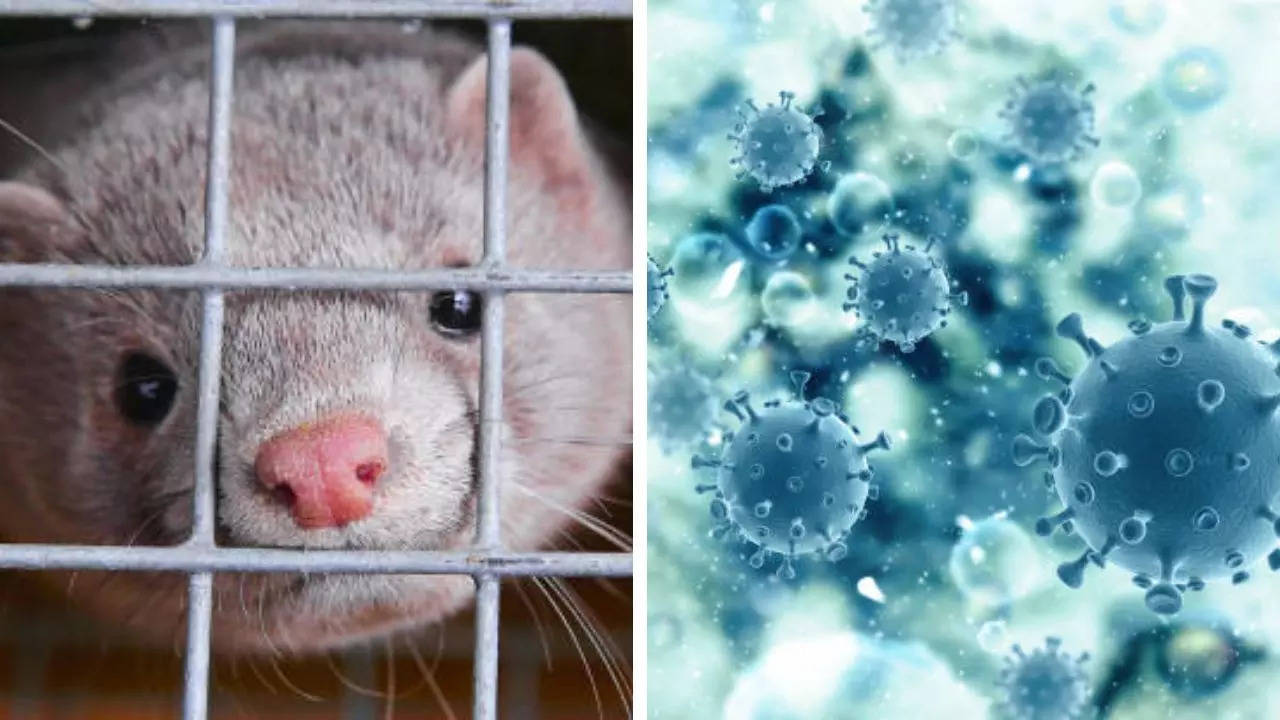 New Lung-Infecting Mink Virus Poses Pandemic Risk