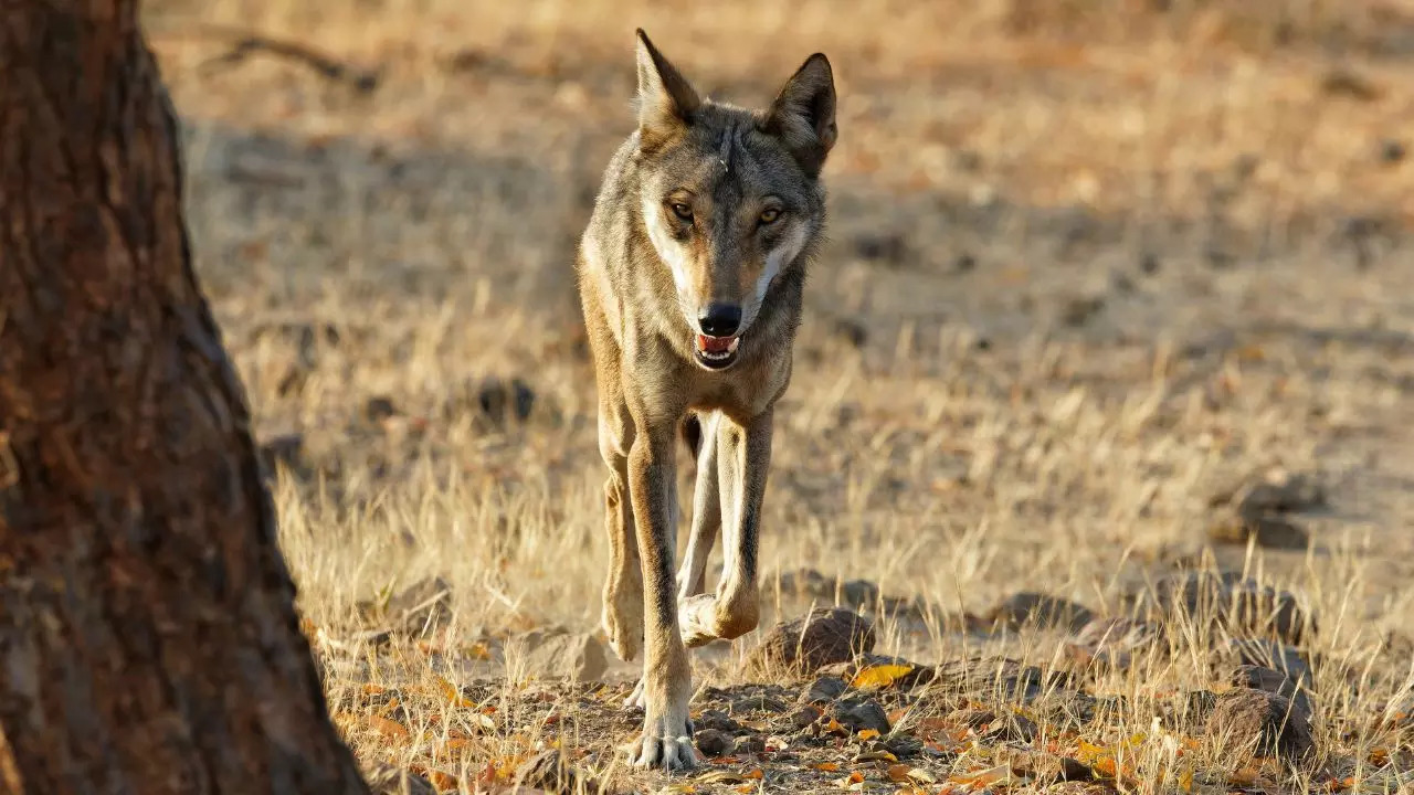 Bahraich Wolf Attack