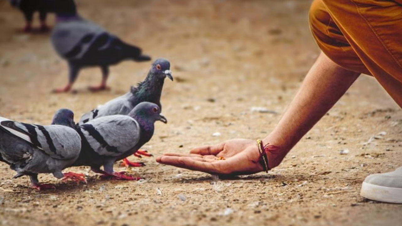 Pigeon and Human Health