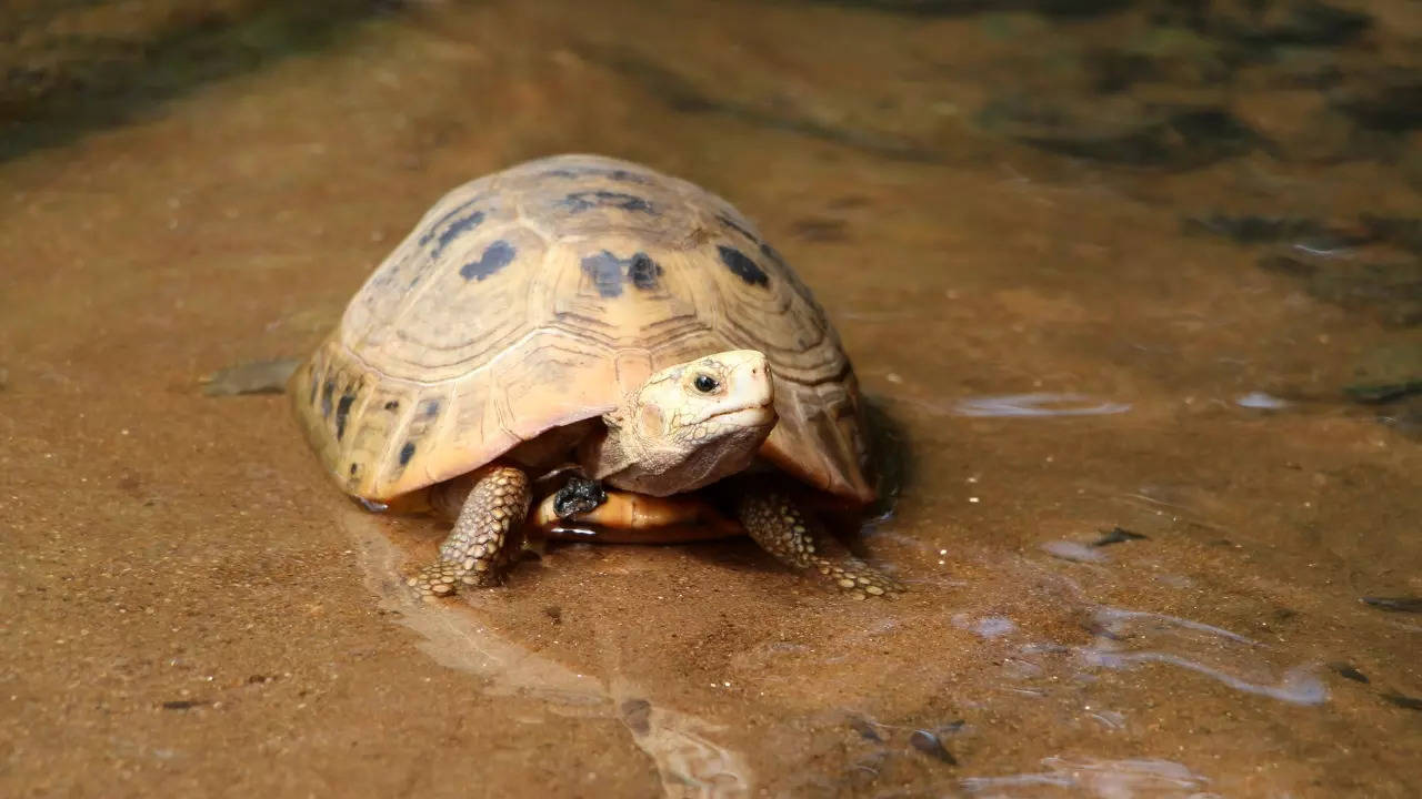 The elongated tortoise, also known as the Sal forest tortoise, is classified as a critically endangered species on the IUCN Red List. | Representative image: Getty Images via Canva Pro