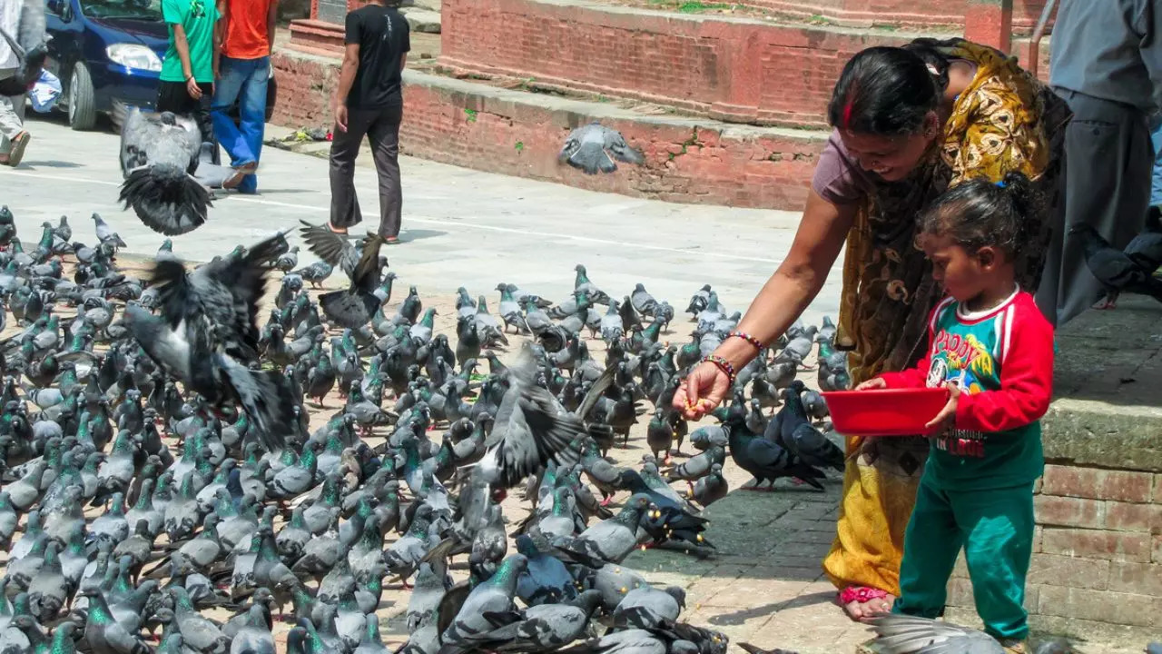 Pigeon Feeding