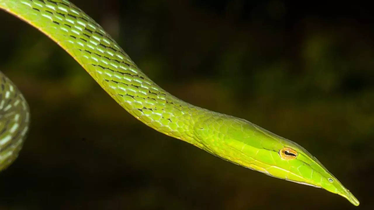 Ahaetulla longirostris, the newly-discovered spcies, also known as the long-snouted vine snake. | Courtesy: Zeeshan Mirza