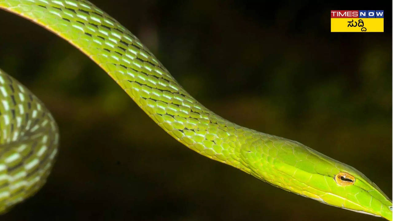 new snake species with very big nose found in india vine snake ahaetulla longirostris its length is 4 feet