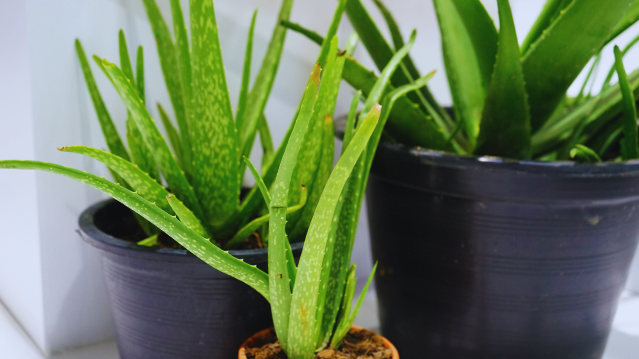 Steps to Plant and Care for Aloe Vera