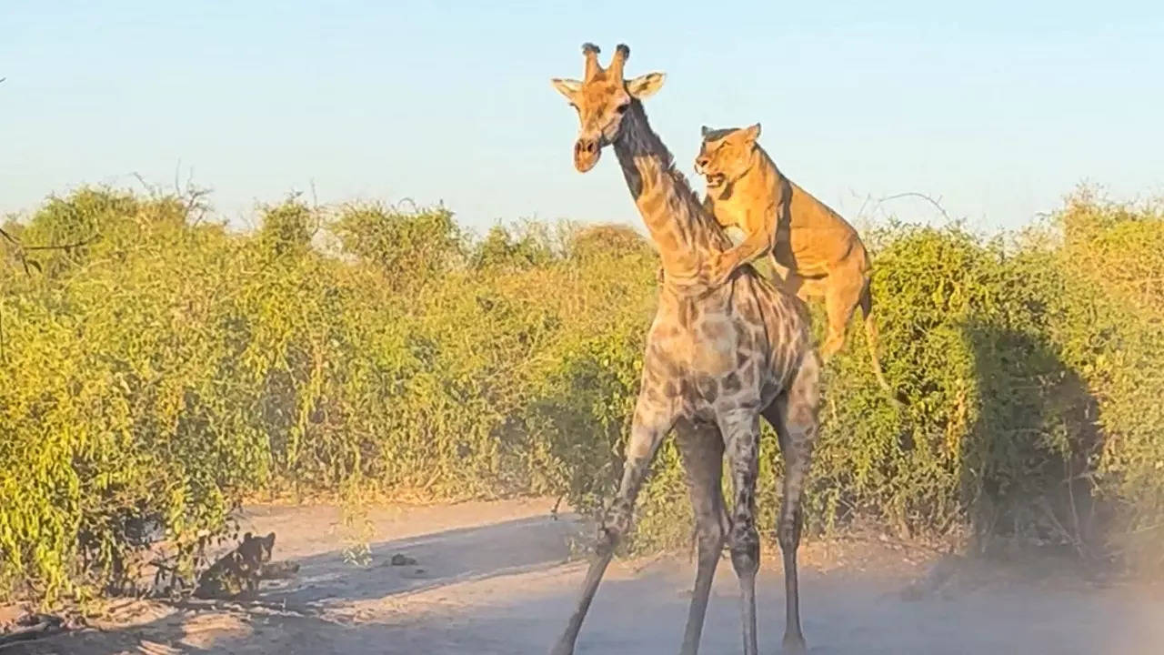 A lioness of the Serondela pride climbs a giraffe to bring it down. | Courtesy: Chris Gonsalves/Latest Sightings