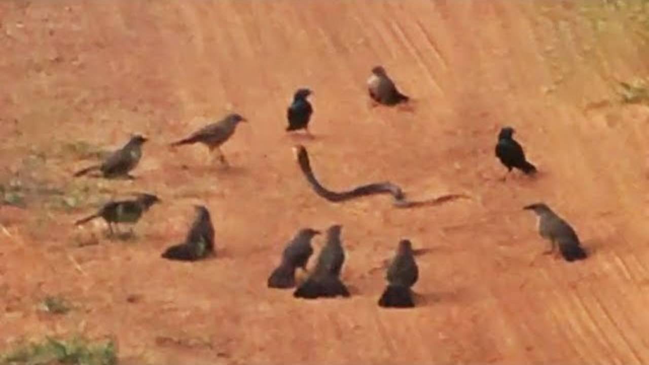 Birds Viral Video: पक्षियों के झुंड ने सांप पर किया हमला, कैमरे में कैद हुआ ऐसा हाहाकारी नजारा देखकर सांसें थम जाएगी