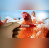 No Clear Source Of Bird Flu Infection In Missouri Patient CDC