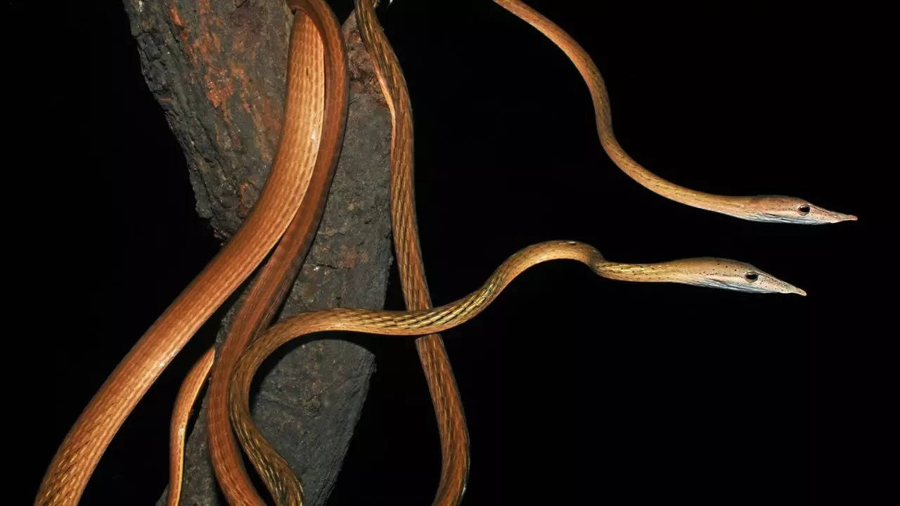 snake new species found in a village of bihar