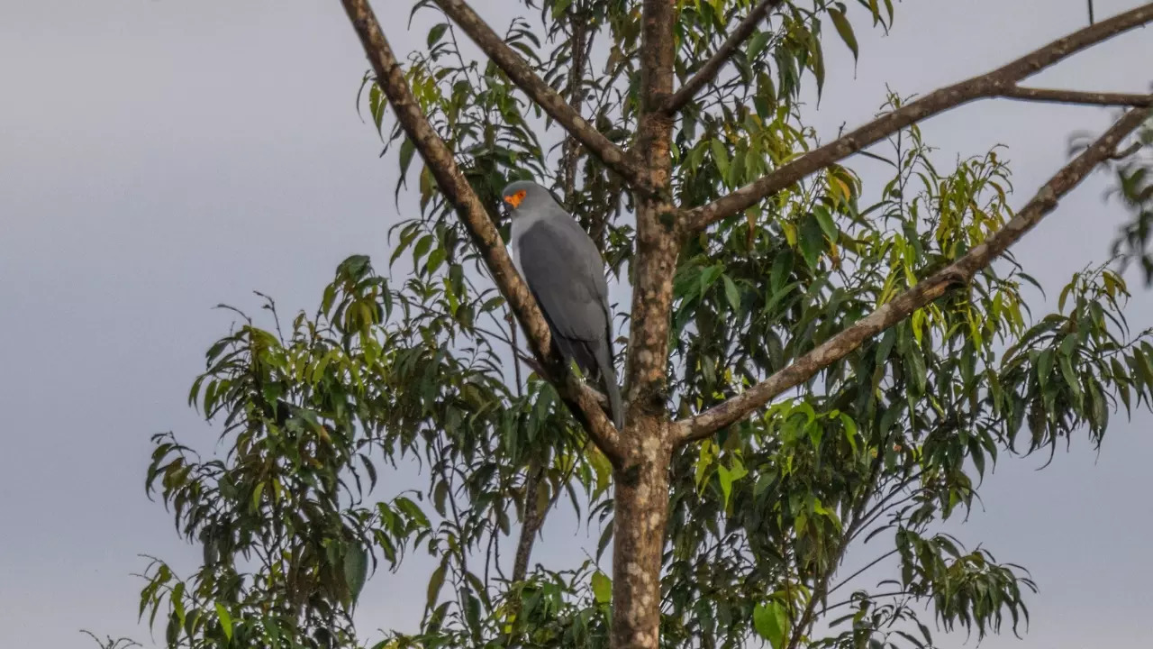 The New Britain Goshawk (Accipiter princeps) is endemic to Papua New Guinea. | Courtesy: WWF-Pacific/Tom Vierus