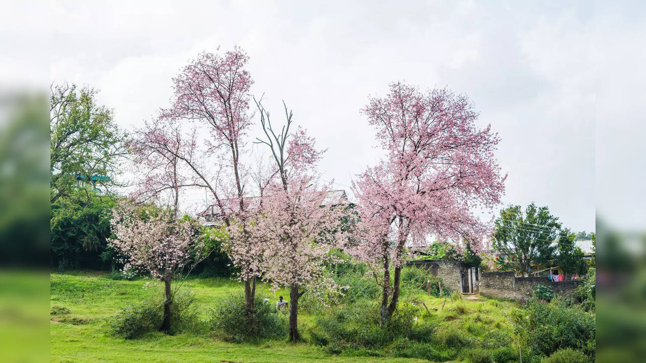 This year, Shillong Cherry Blossom Festival will be held on Nov 15-16. Credit: istock