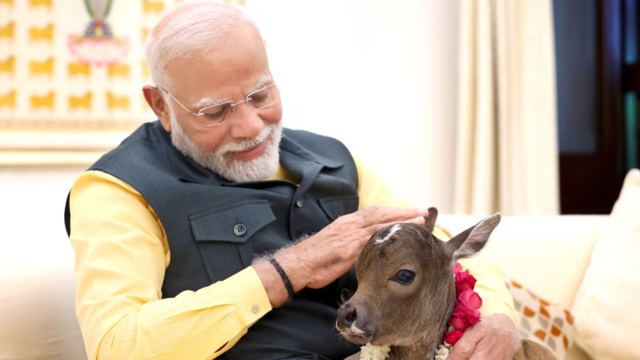 pm narendra modi welcomes birth of calf deepjyoti at pm house see video