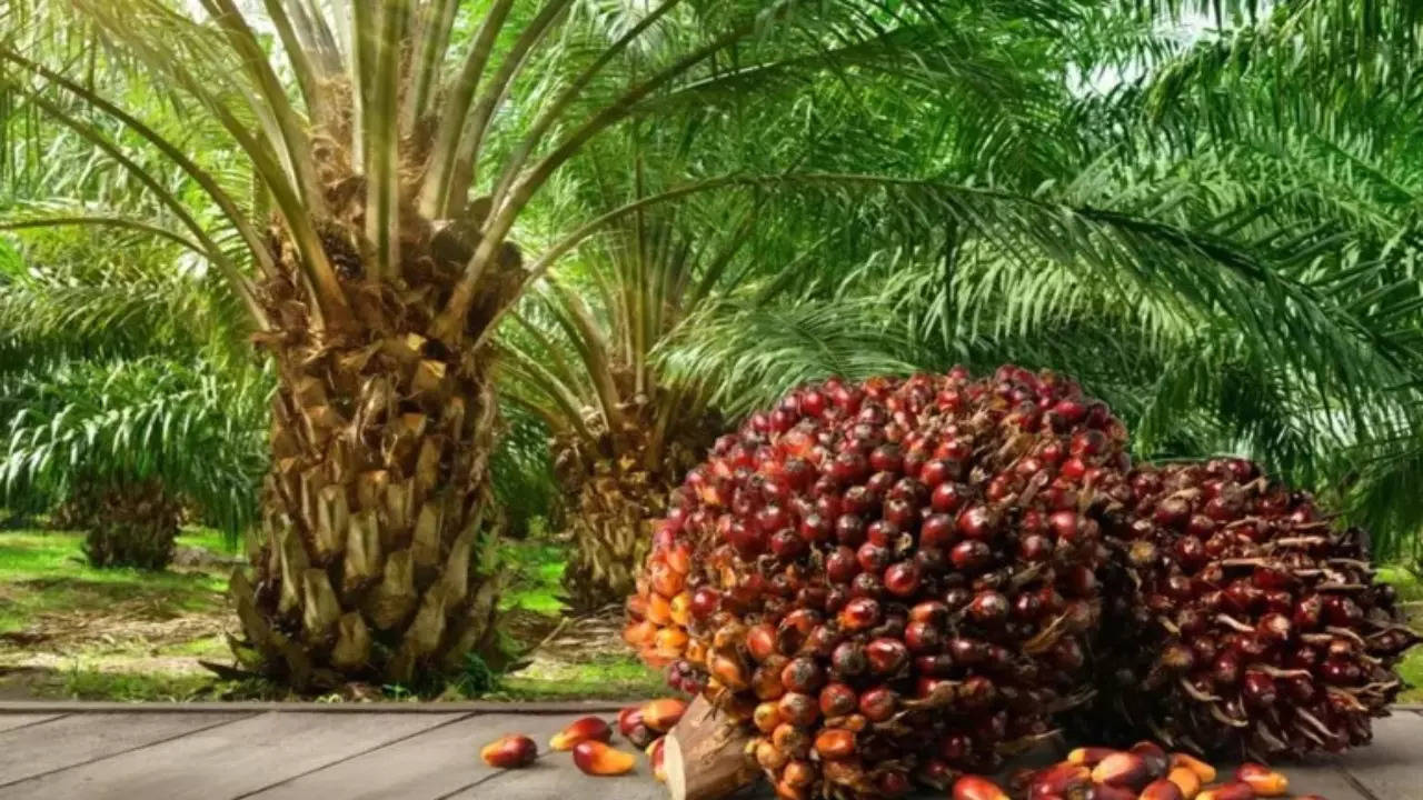 good news for telangana palm oil farmers: center has increased import duty..prices will increase