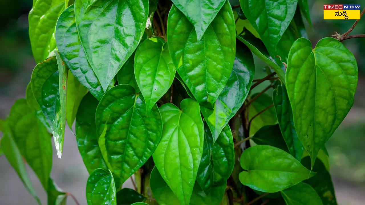 ಸಾಂದರ್ಭಿಕ ಚಿತ್ರ