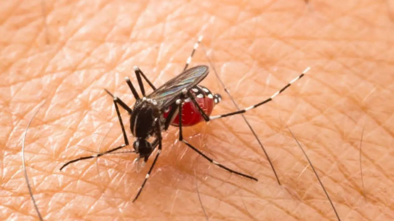 Representative Image: Aedes aegypti Mosquito