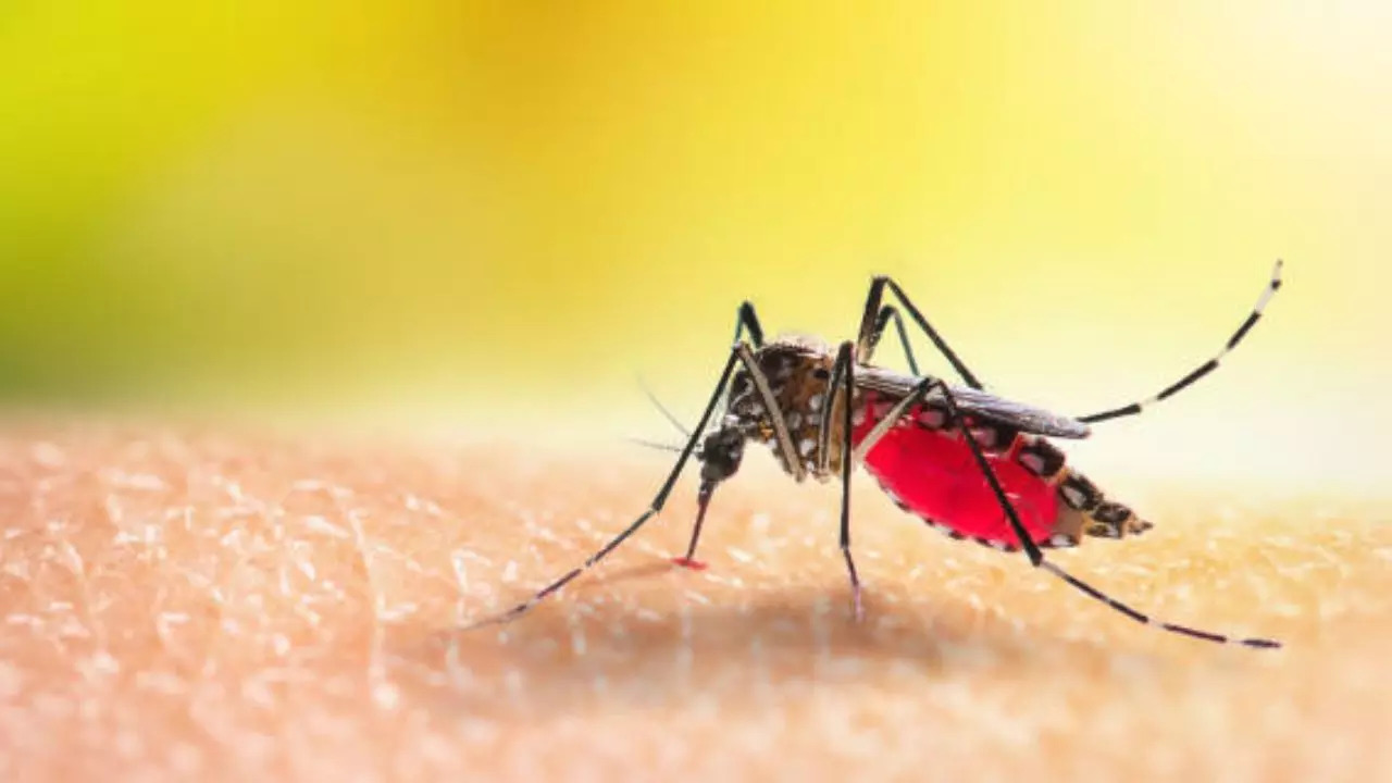 Pune Health Alert: Dengue, Chikungunya, Zika Virus Cases On Rise