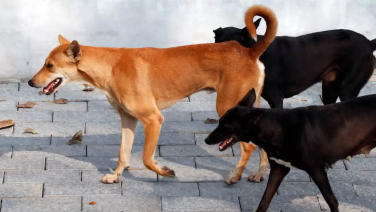 Representative Image: Stray Dogs