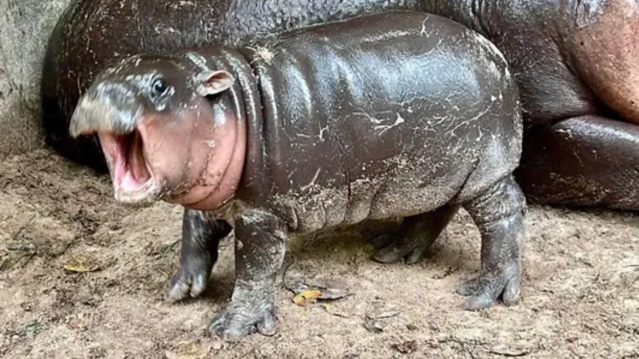 Moo-Deng, baby Hippo