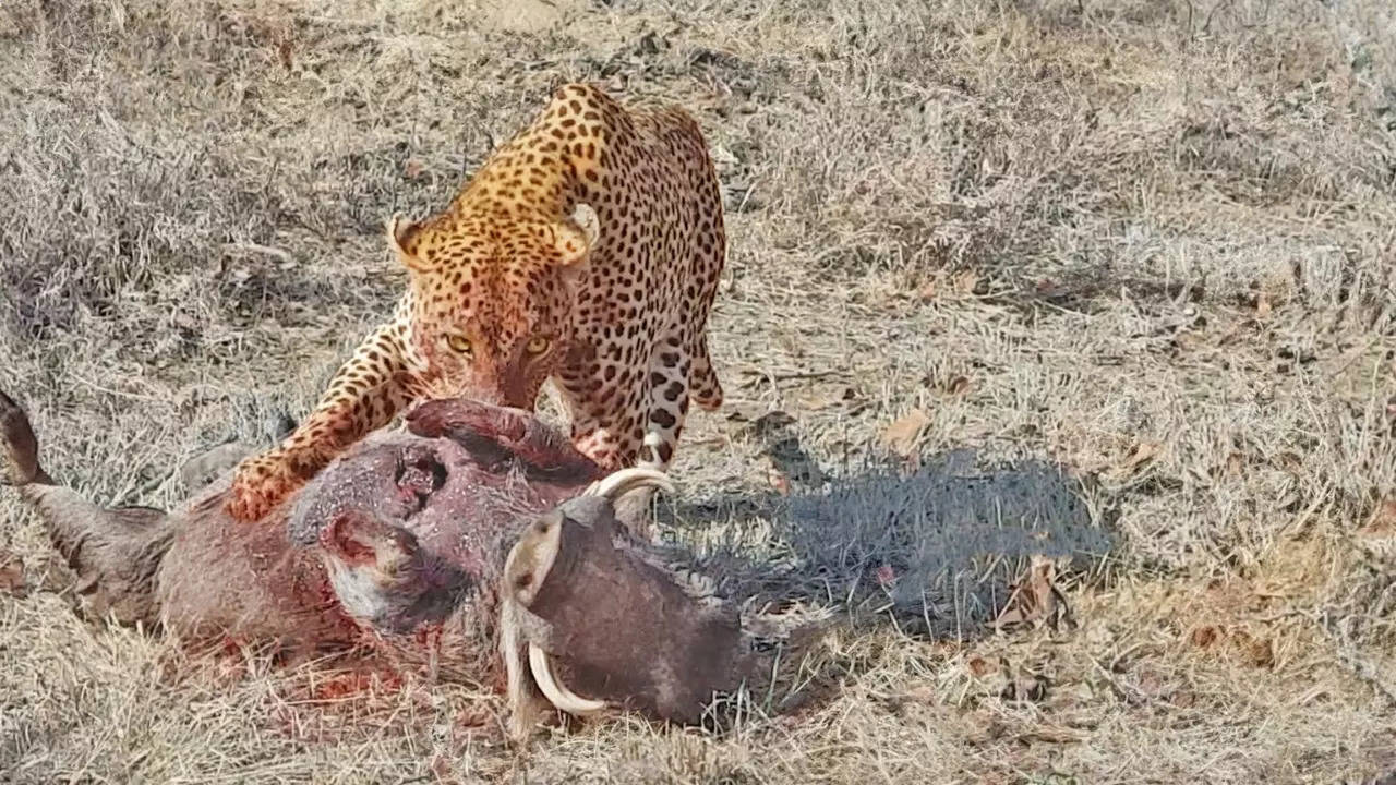 A leopard eats a warthog live, with the wild pig's beating heart visible. | Courtesy: Ashlee High